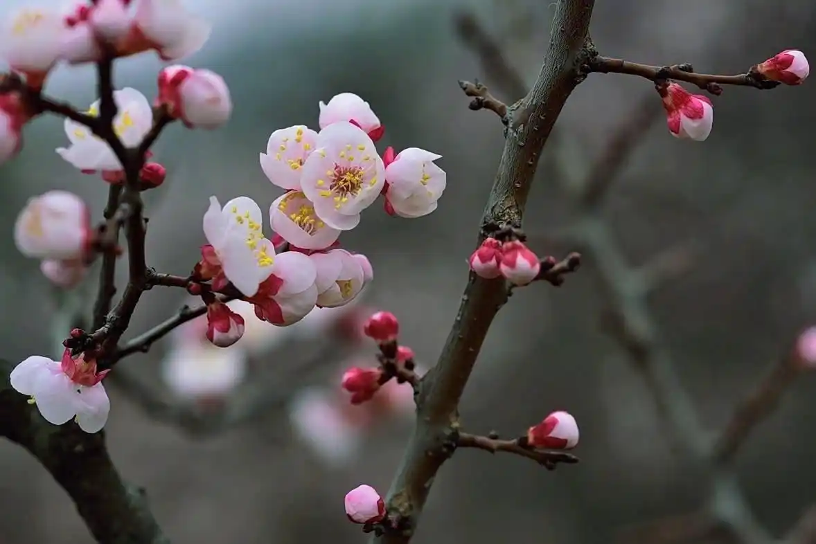 杏花- 堆糖,美图壁纸兴趣社区