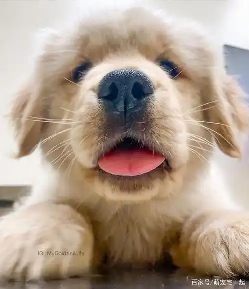网友家的金毛从小就喜欢吐舌头卖萌,粉嫩嫩的好想揪一下啊!