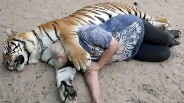 "最可怕"的老虎,吃掉两国400多人,死后才发现吃人真相