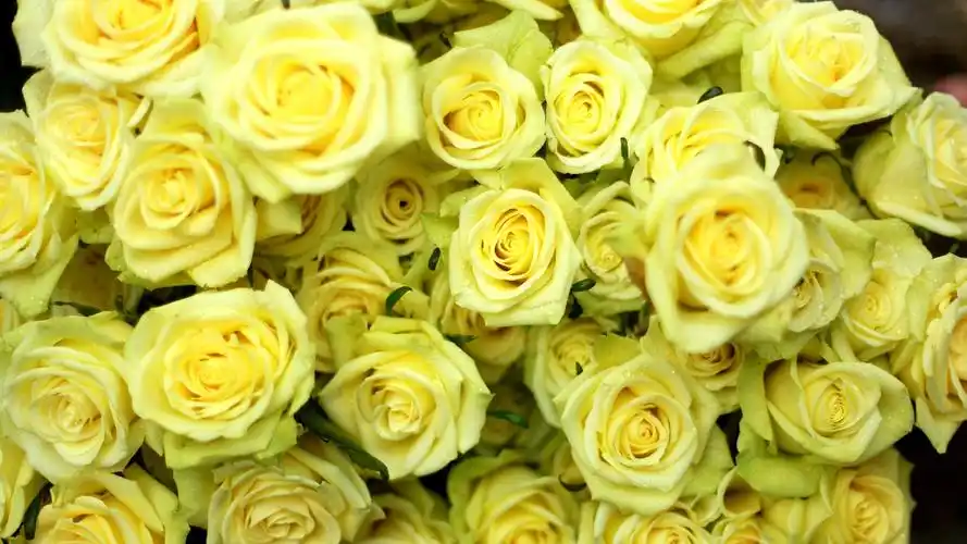 壁纸 许多黄玫瑰,水滴