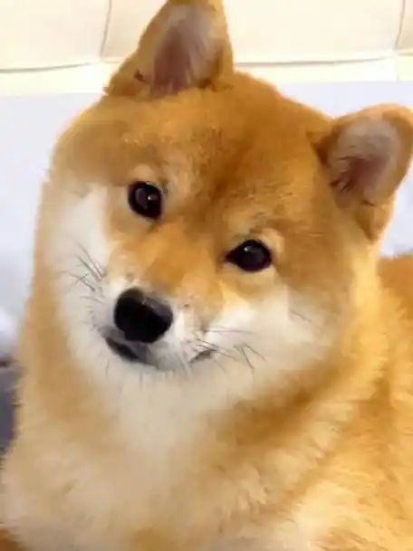 柴犬#非常会歪头卖萌的小柴,可以说是非常可爱了!