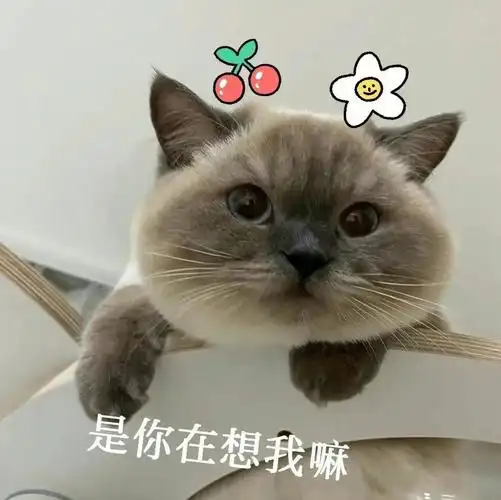 我最爱的表情包#猫咪表情包#沙雕表情包超级可爱哒～可爱猫猫表情包