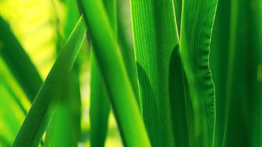 春天 绿色唯美植物护眼桌面壁纸壁纸(风景静态壁纸) - 静态壁纸下载