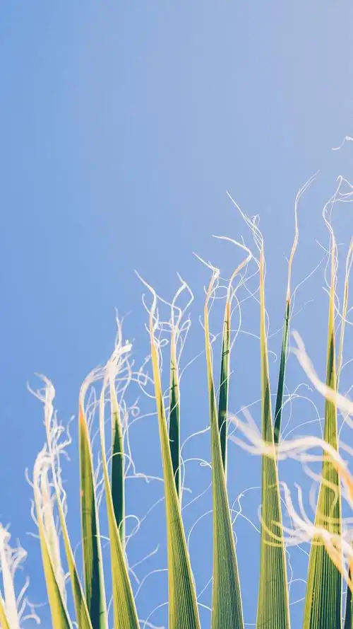 炎炎夏日简约冷淡风爱壁纸平铺锁屏可爱小清新