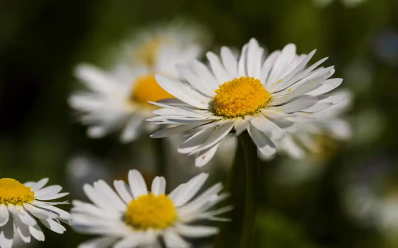12月下旬鸿运来,这3大生肖吉星高照,好运依身收获爱情和事业
