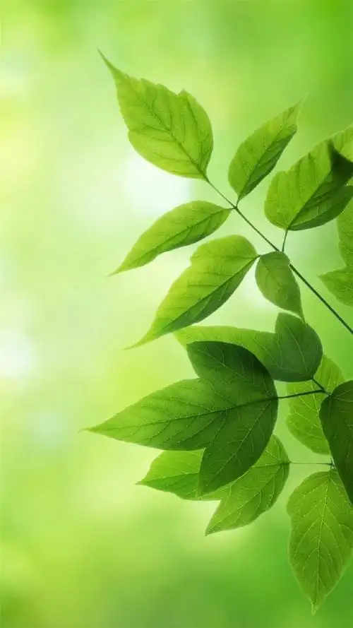 绿色植物护眼锁屏,高清图片,手机锁屏桌面-壁纸族