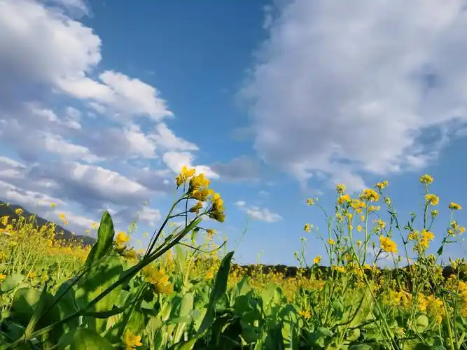蓝天白云晴空万里油菜花田火车头