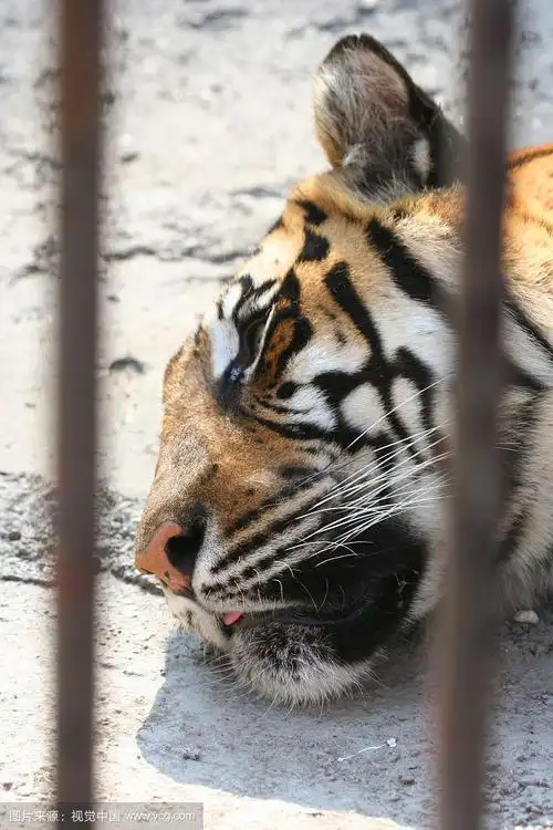 关在笼子里的老虎