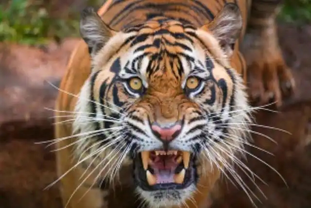 像其他大型猫科动物一样,老虎在狩猎的时候不会吼叫,因为太大的叫声会