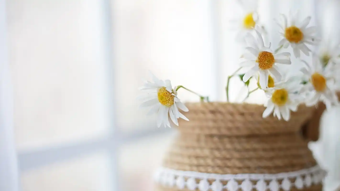 小清新植物盆栽摄影高清宽屏壁纸