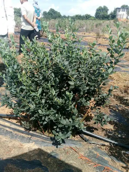 地布衣使用利弊讨论