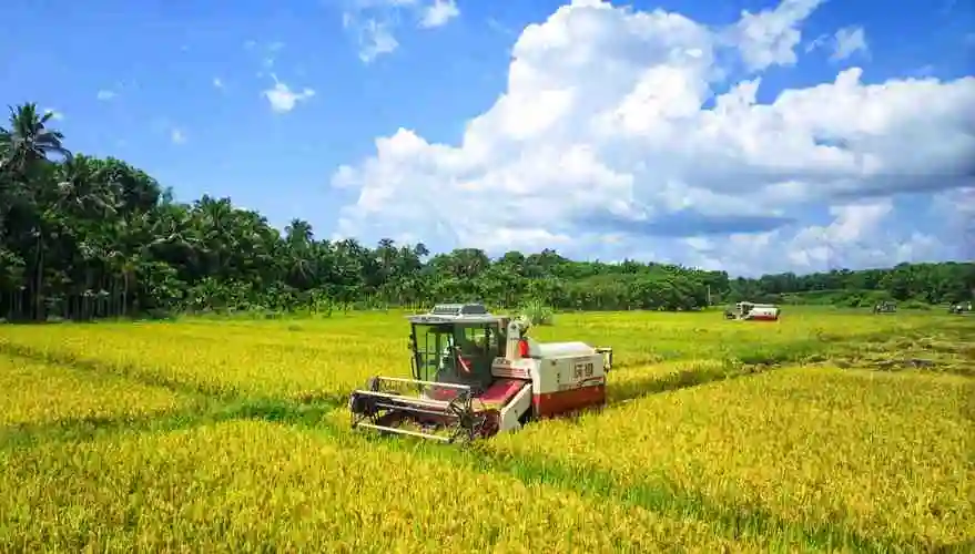 文昌试种中科西陆4号水陆两用稻喜获丰收农业专家当起推销员