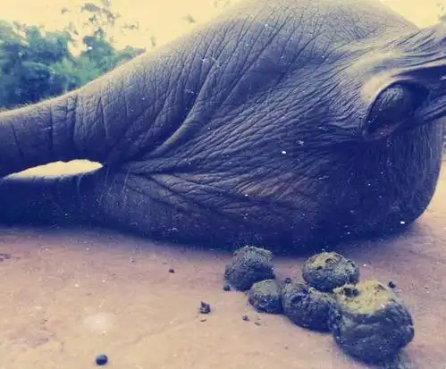 吃不起!世界上最"名贵"的3种屎,网友:每一坨都让我无福消受