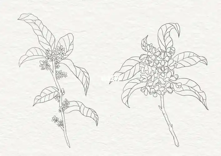 插画练习线条day1植物桂花