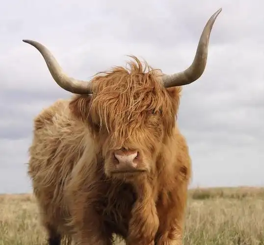 牛是1种寿命很长的牲畜,她有许多个种类和品种,黄牛.水牛.牦牛.野牛.