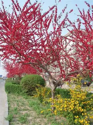 红梅树