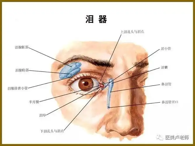 睑为眼皮的意思,是说的人的眼皮部位,又可称为眼睑一睑的拼音jiǎn 二
