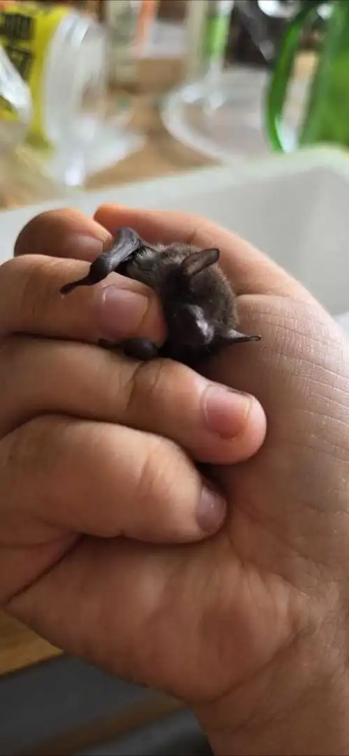 4617【】捡到一只   从楼顶来的小蝙蝠宝宝,可以自己一点一点的喝水