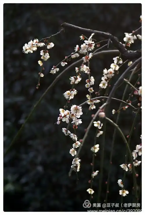 梅花赞(豆子叔)