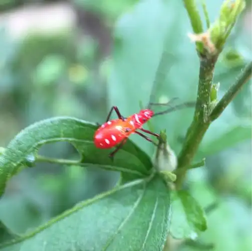 轻风摇曳红蝽美