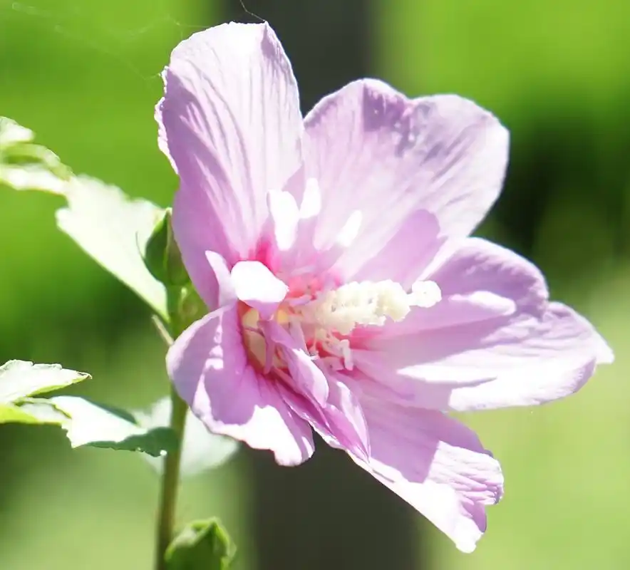 小木槿花 生长习性和养殖技巧  小木槿花,是一种清新脱俗的植物,因其