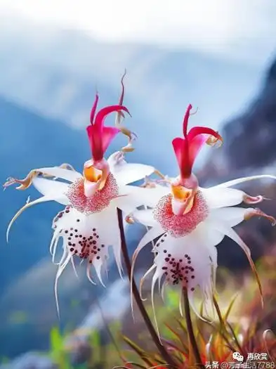 414_553竖版 竖屏