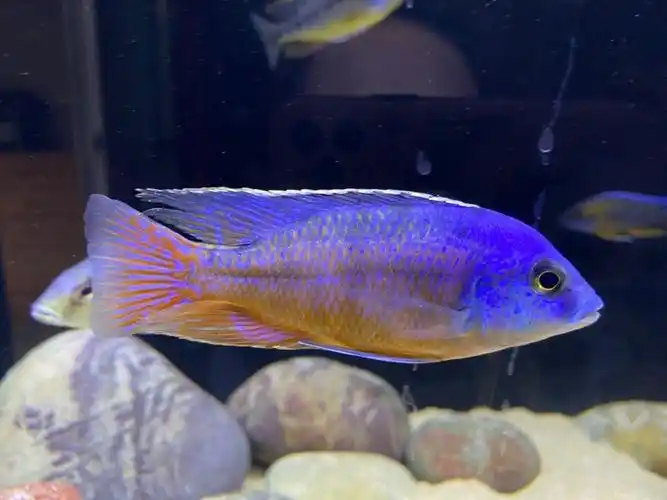 三湖慈鲷孔雀类出坑啦