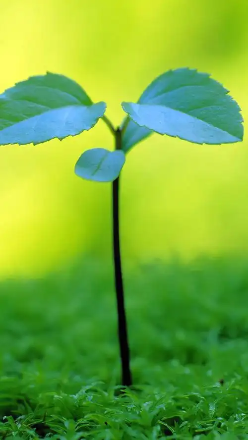 小清新绿色护眼手机壁纸