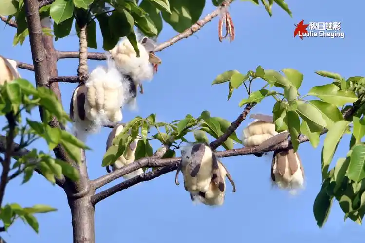【木棉飘絮摄影图片】生态摄影_秋日魅影_太平洋电脑网摄影部落
