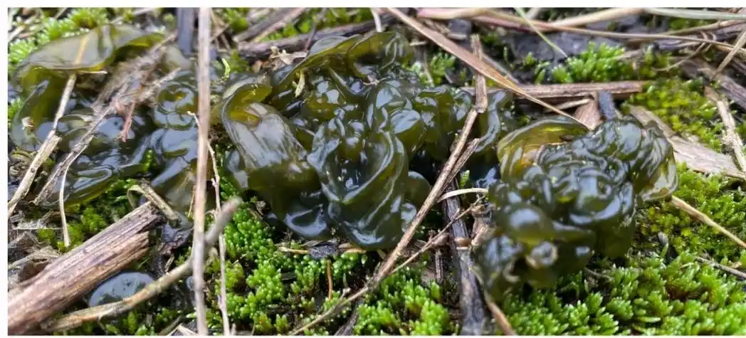 地木耳又称念珠藻