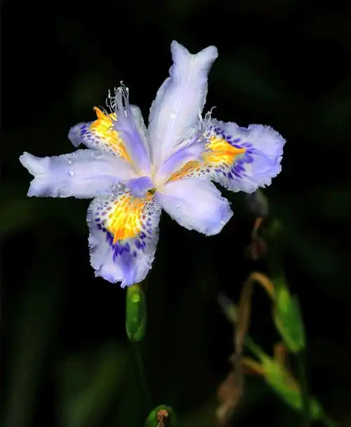 【美丽的爱丽丝(又名鸢尾兰)摄影图片】生态摄影_清