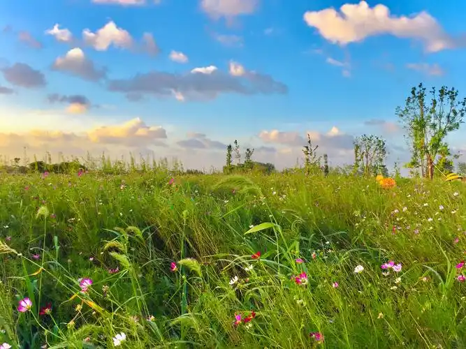 蓝蓝的天青青的草