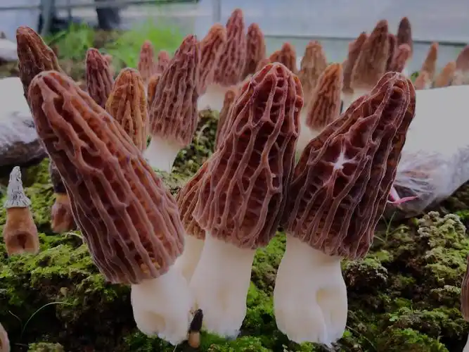 织金县千亩羊肚菌进入采摘期