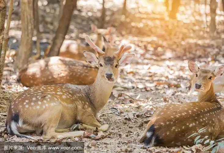 梅花鹿,日本,轴鹿,蹄,马鹿