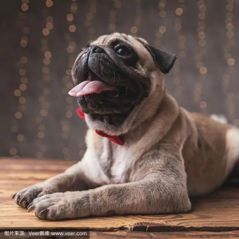 高兴的哈巴狗躺下,伸出舌头