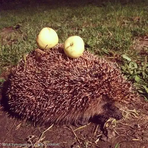 阳光下的小刺猬 小平头 苹果 村 农场 猬 刺猬阳光 草地     红色 jpg