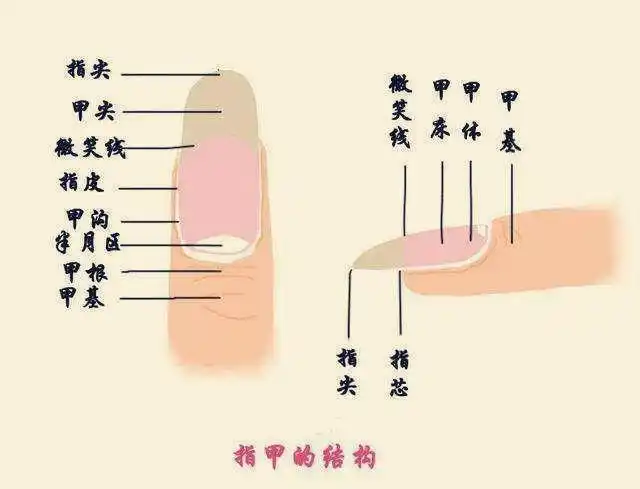 指甲表面,有明显的竖纹是怎么回事?别被网上专家骗了