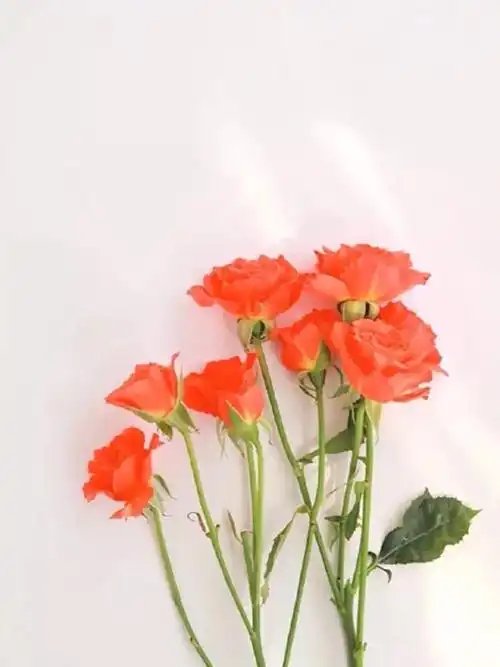 分享小清新唯美微信背景图片手机壁纸