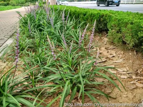 山麦冬和禾叶山麦冬