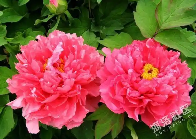 牡丹花图片大全