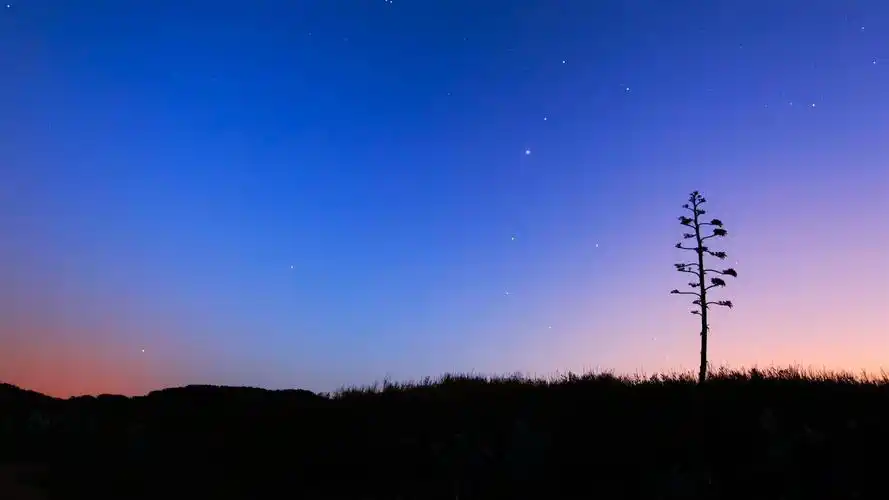 黄昏树-自然风景壁纸 - 1920x1080 壁纸 下载