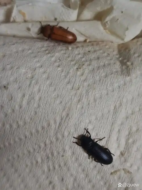 黄粉虫幼虫,化蛹,成虫对比