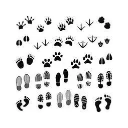 脚印简笔画动物脚印简笔画