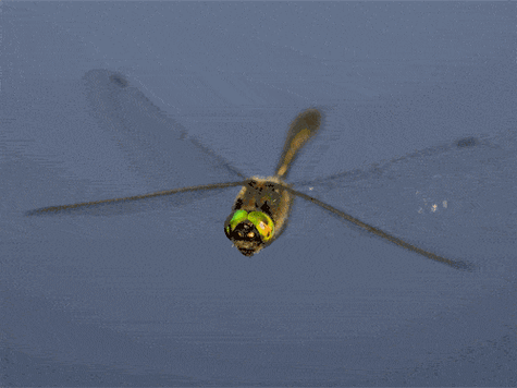 和真的几乎一样,这个仿生蜻蜓,要实现《沙丘》里的扑翼机了_飞行_翅膀