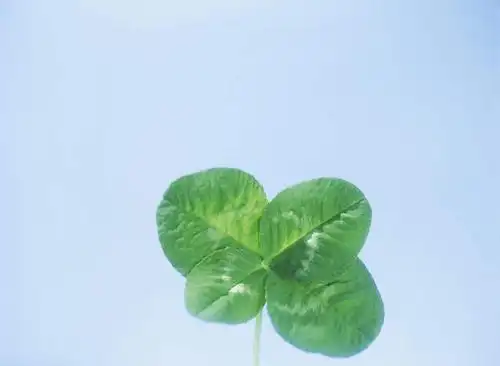 叶子,阴影,光线,影子,景观,绿叶,四叶草,幸运草,蓝色,蓝天,天空,阳光