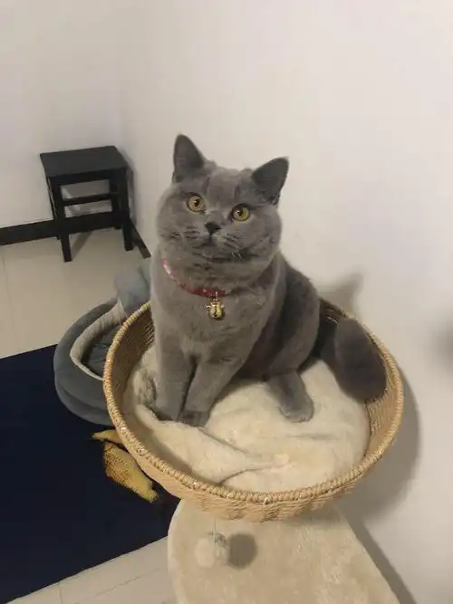 金华地区英短蓝猫公求炮友