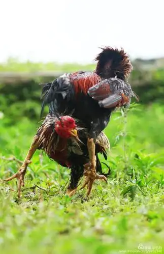 斗牛孩子斗鸡, 两只大公鸡见面瞬间杀红了眼, 顿时辗转腾挪鸡毛儿乱飞