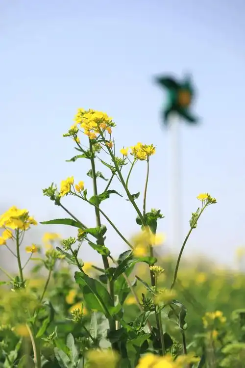 一秒带你进油画!油菜花惊艳上线,满满的文艺气息,现在去看刚刚好