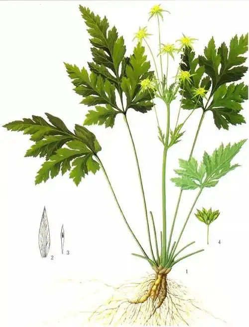 每日中药——黄连