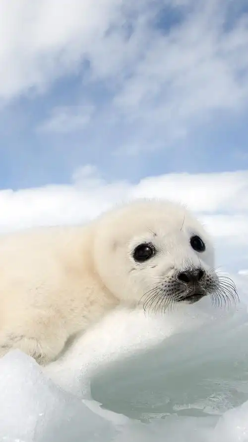 超萌可爱动物图片合集高清手机壁纸